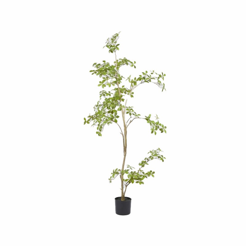 BUCIDA BUCERAS C/VASO H160