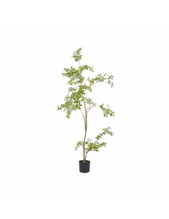 BUCIDA BUCERAS C/VASO H160