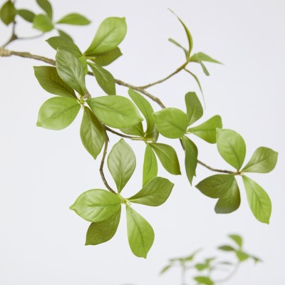 BUCIDA BUCERAS C/VASO H160 2
