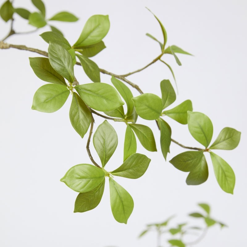 BUCIDA BUCERAS C/VASO H160