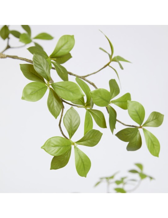 BUCIDA BUCERAS C/VASO H160