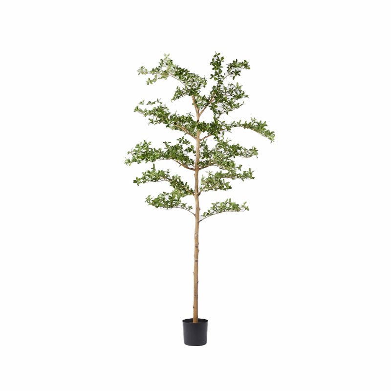 Pianta Artificiale di Lusso Bucida Buceras con Vaso H220 cm – EDG Enzo De Gasperi