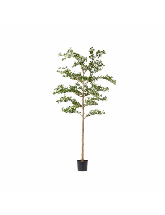 Pianta Artificiale di Lusso Bucida Buceras con Vaso H220 cm – EDG Enzo De Gasperi