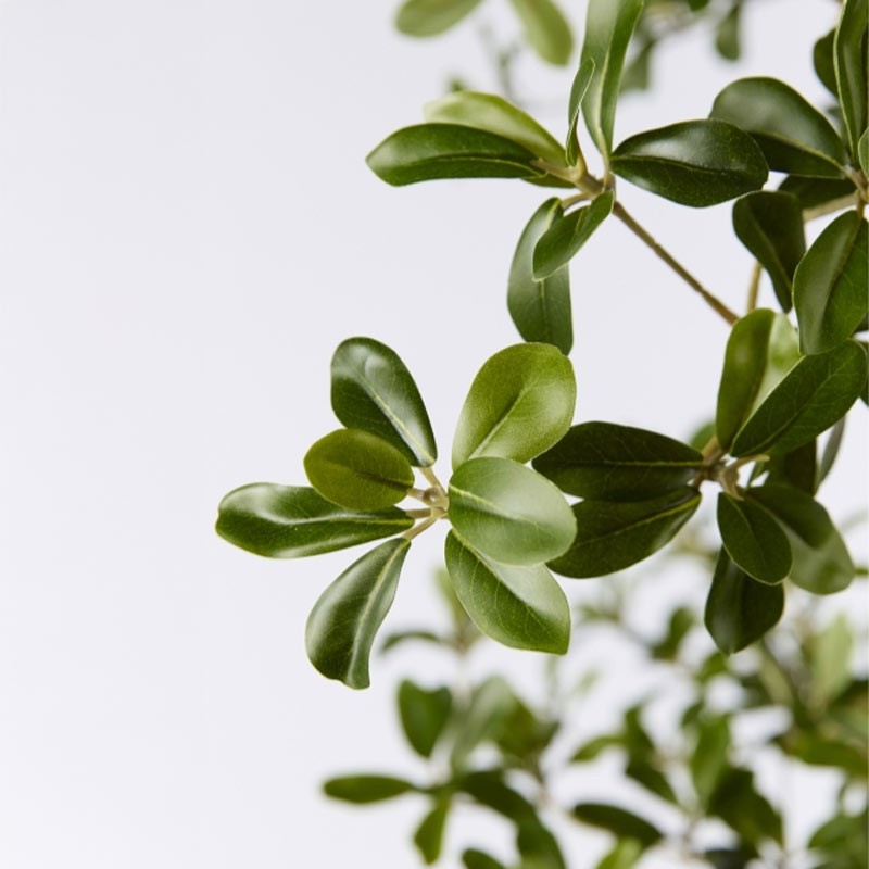 BUCIDA BUCERAS C/VASO H220