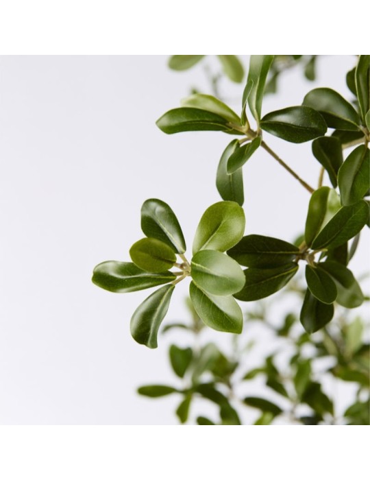 BUCIDA BUCERAS C/VASO H220