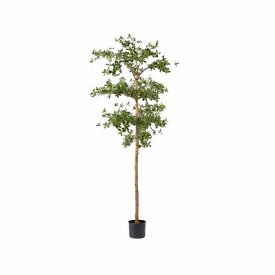 BUCIDA BUCERAS C/VASO H190