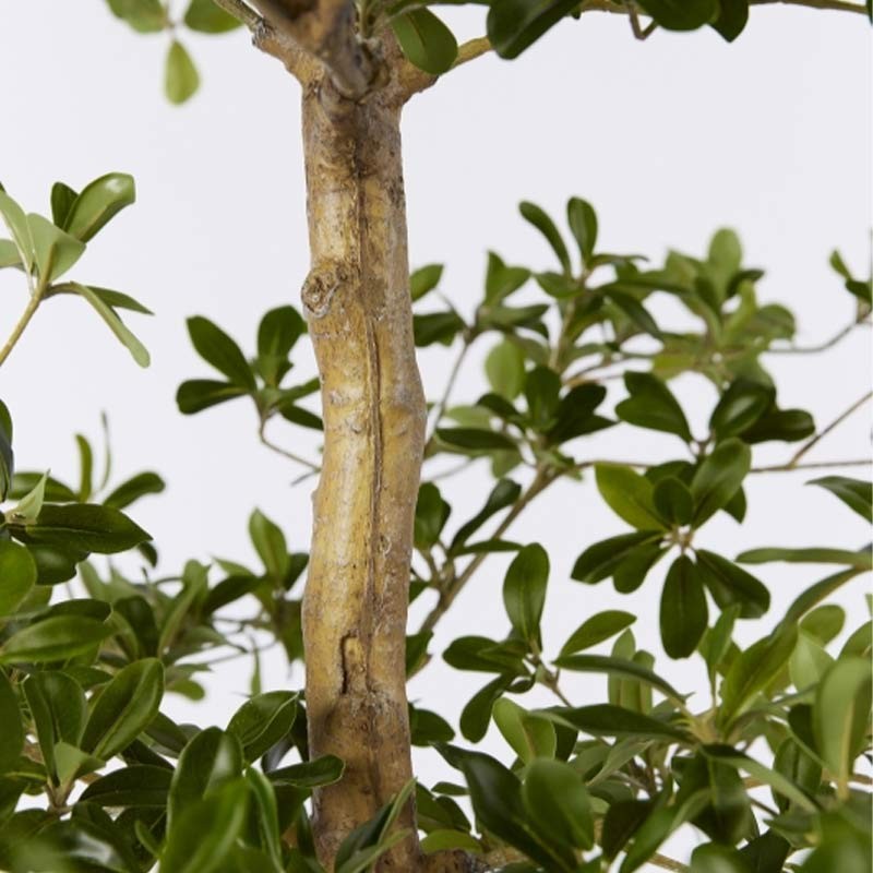 BUCIDA BUCERAS C/VASO H190