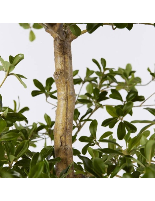 BUCIDA BUCERAS C/VASO H190