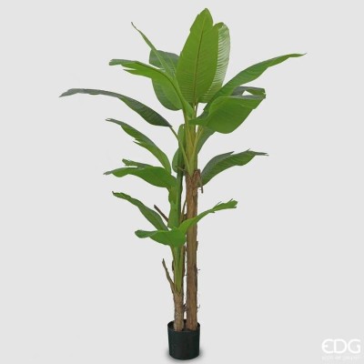 Pianta di Banano Artificiale EDG H 200 cm – Foglie e...