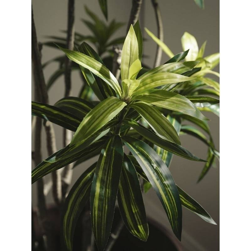Dracena Artificiale EDG con Vaso H 160 cm –...