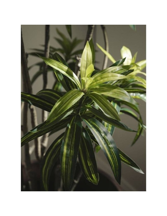 Dracena Artificiale EDG con Vaso H 160 cm –...