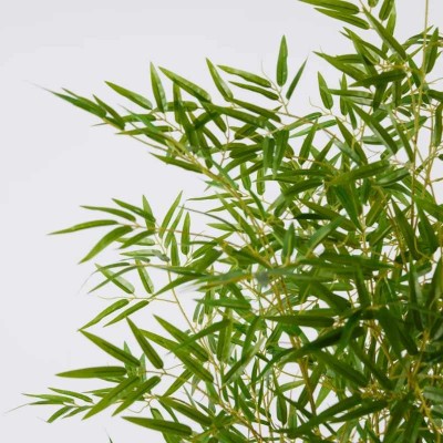 Bamboo con Vaso H 210 cm – EDG 2