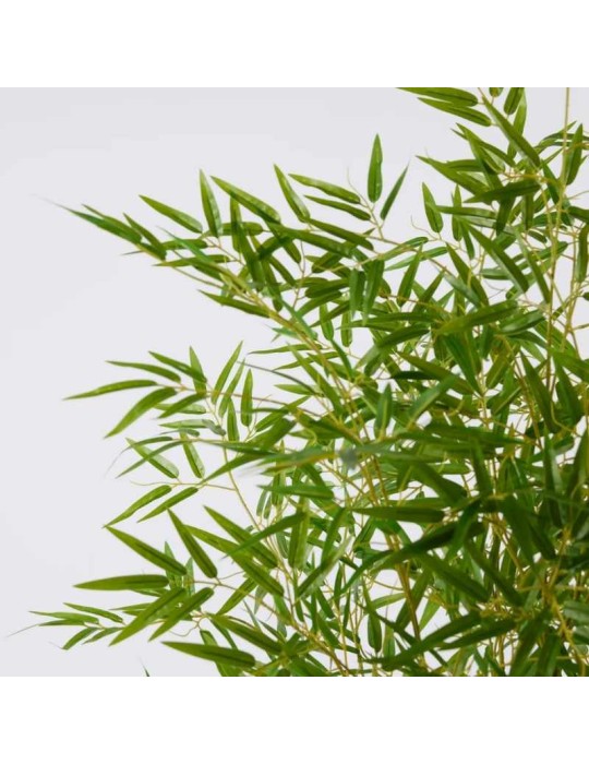 Bamboo con Vaso H 210 cm – EDG