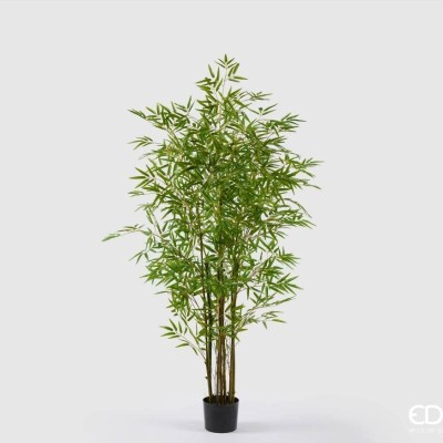 Bamboo con Vaso H 210 cm – EDG