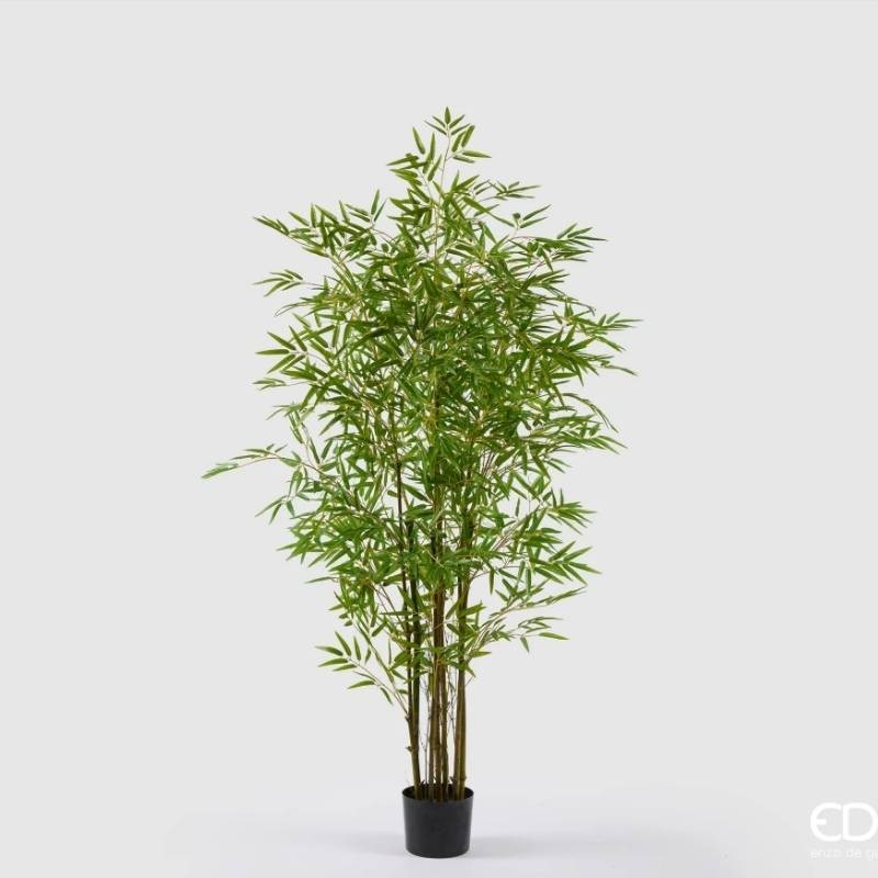 Bamboo con Vaso H 210 cm – EDG