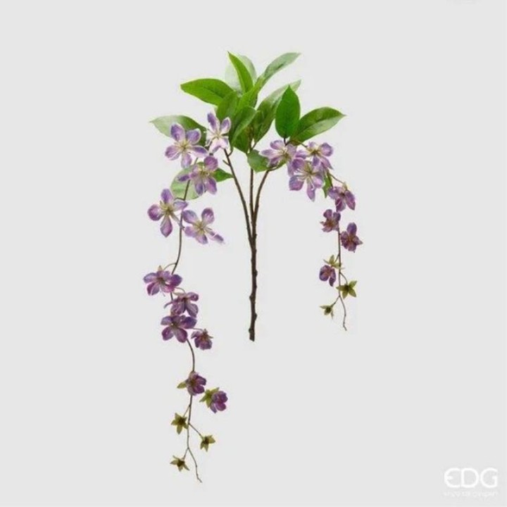 EDG 2 rami di clematis Viticella viola 105 cm