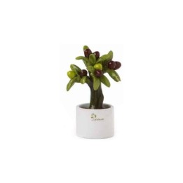 Gli Alberelli Alberello olivo Allegro Mignon 11 cm
