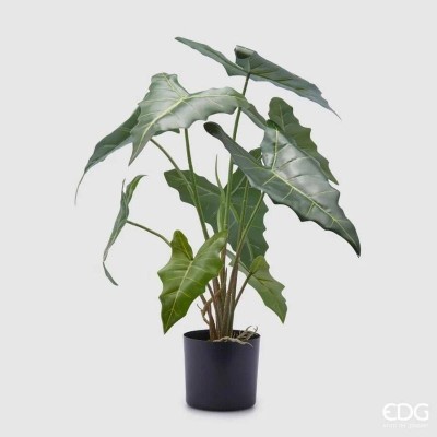Pianta Artificiale Alocasia Chic H58 cm con Vaso Nero -... 2