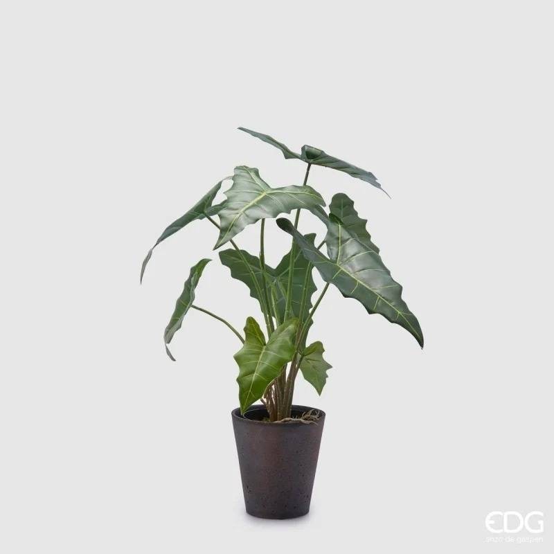 Pianta Artificiale Alocasia Chic H58 cm con Vaso Nero - Enzo De Gasperi (EDG)