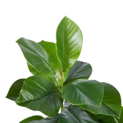 Pianta Artificiale Ficus Chic H90 cm a 2 Rami con Vaso... 2