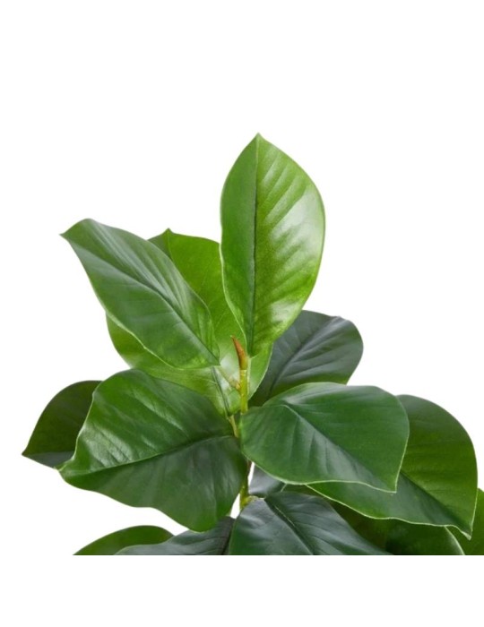 Pianta Artificiale Ficus Chic H90 cm a 2 Rami...