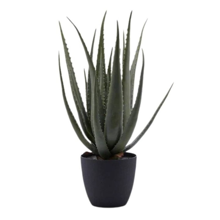 EDG Aloe Chic artificiale vaso nero alta 70 cm