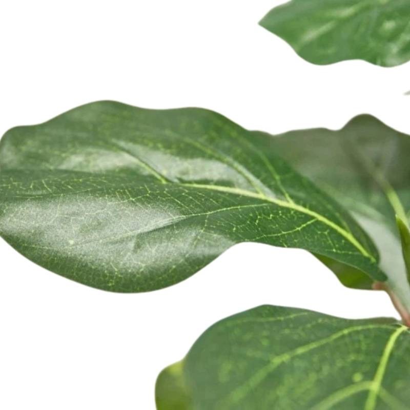 Pianta Artificiale Ficus Lyrata con Vaso H180...