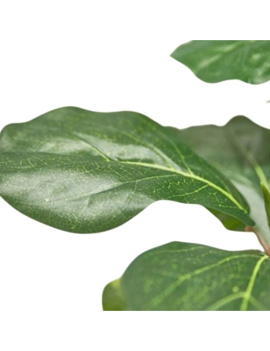 Pianta Artificiale Ficus Lyrata con Vaso H180...
