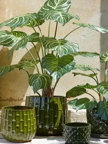 Piante artificiali a foglie larghe striate in vasi di ceramica verde smaltata